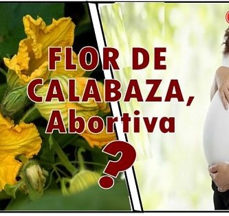 flor de calabaza en el embarazo