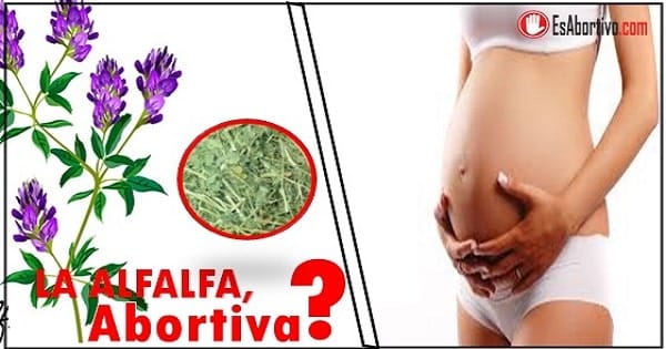 efectos de la alfafa en el embarazo