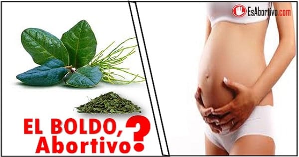 boldo abortivo