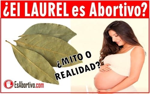 laurel en el embarazo
