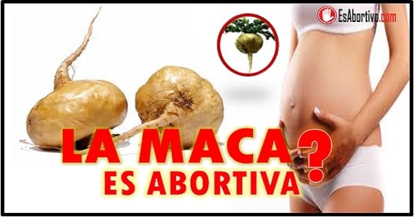 La maca es abortiva